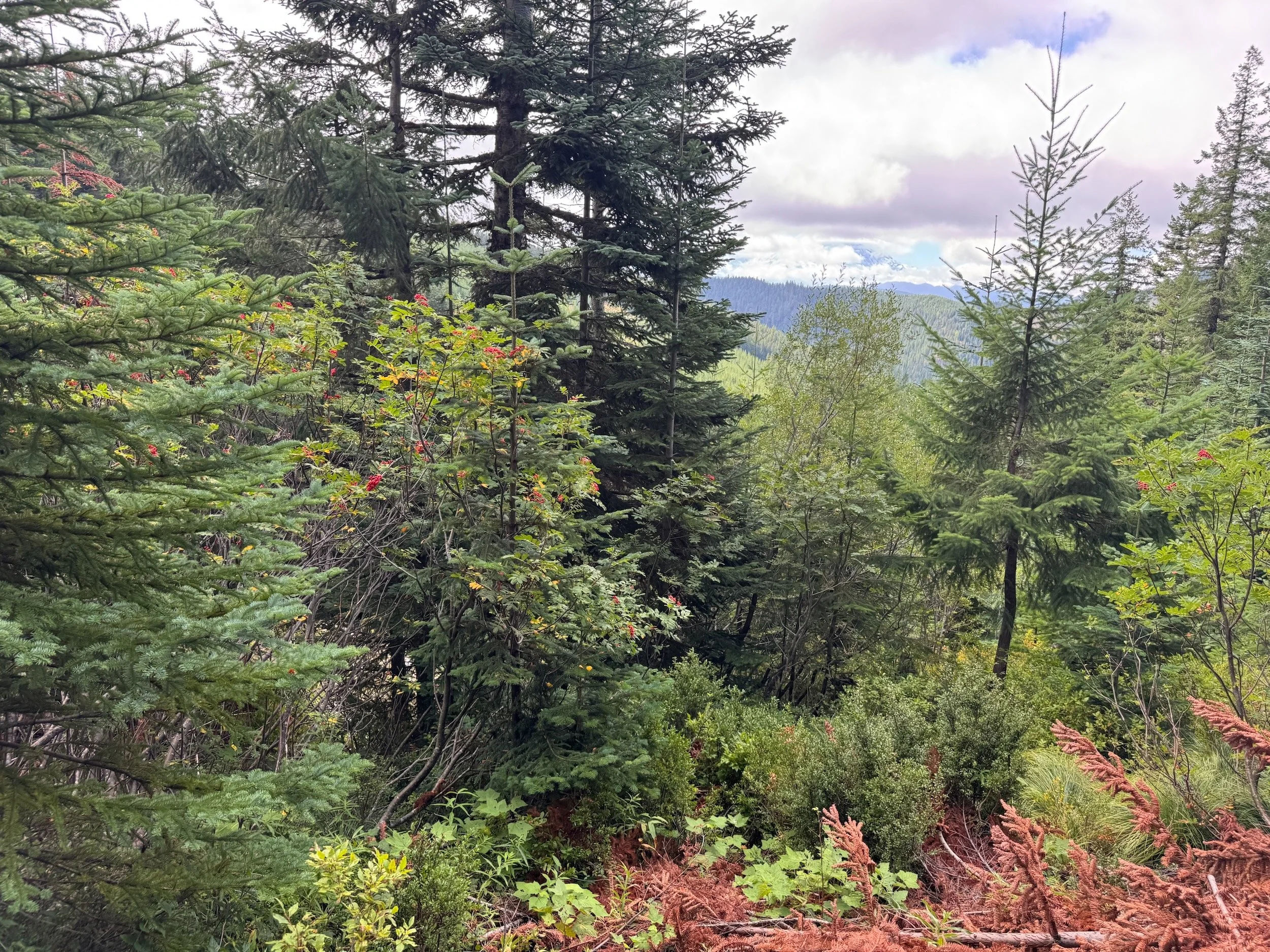 Cool lower Kelly Butte forest with conifers, fruiting mountain-ash, and a distant Cascade ridge.