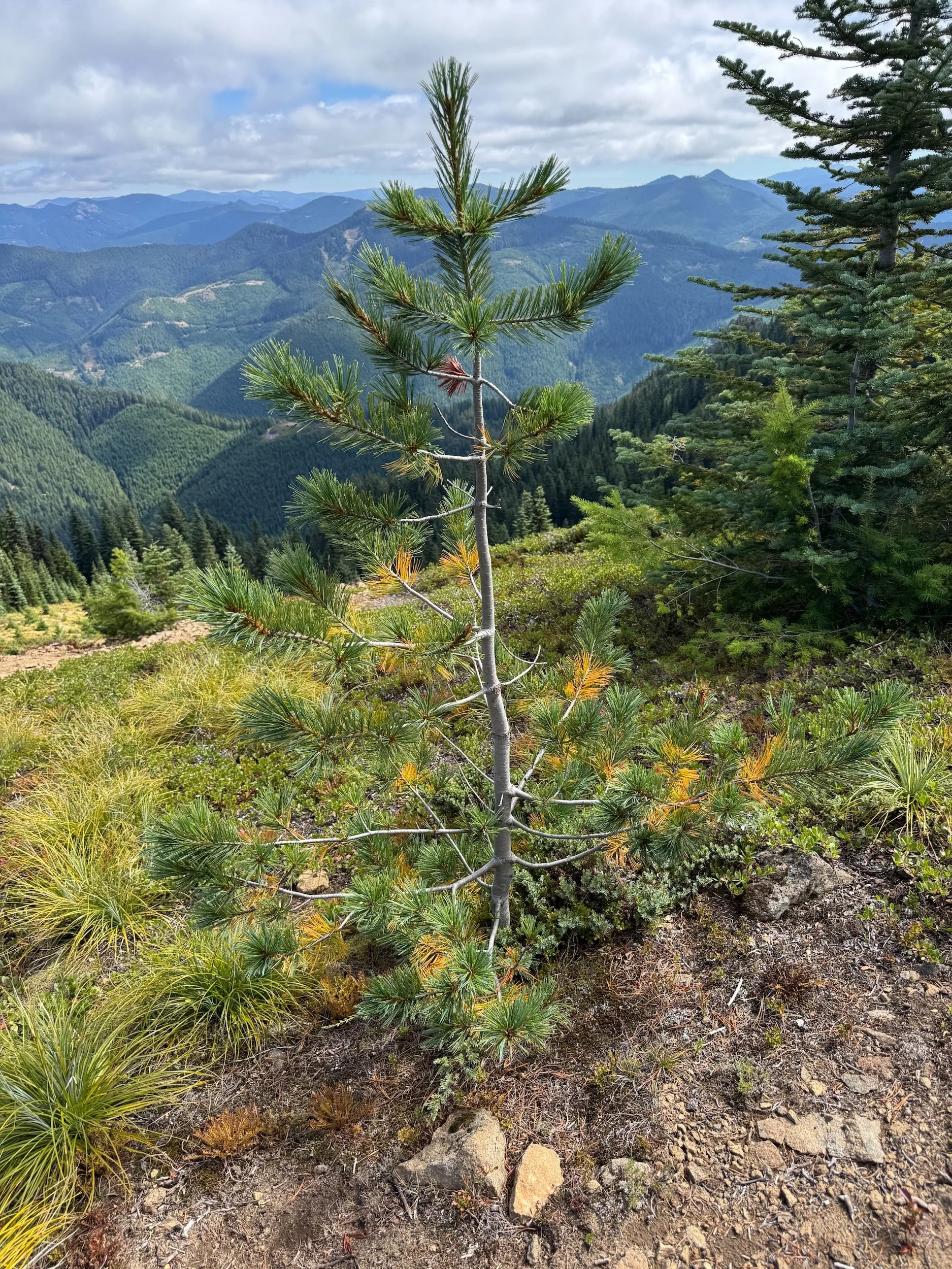 Compact western white pine growing on an exposed ledge near the Kelly Butte lookout.