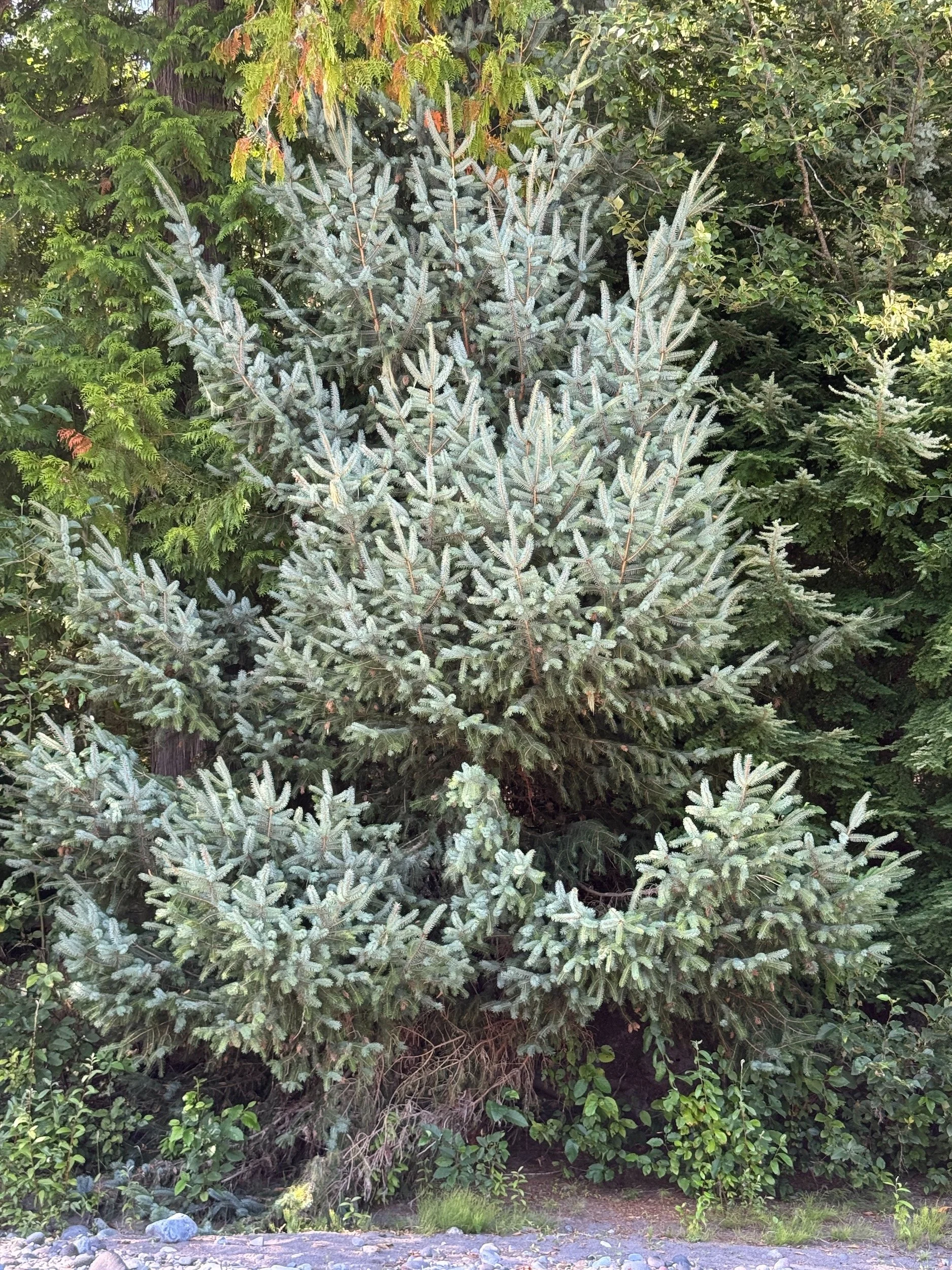 Young blue-green Sitka spruce growing among darker conifers in the White River floodplain.