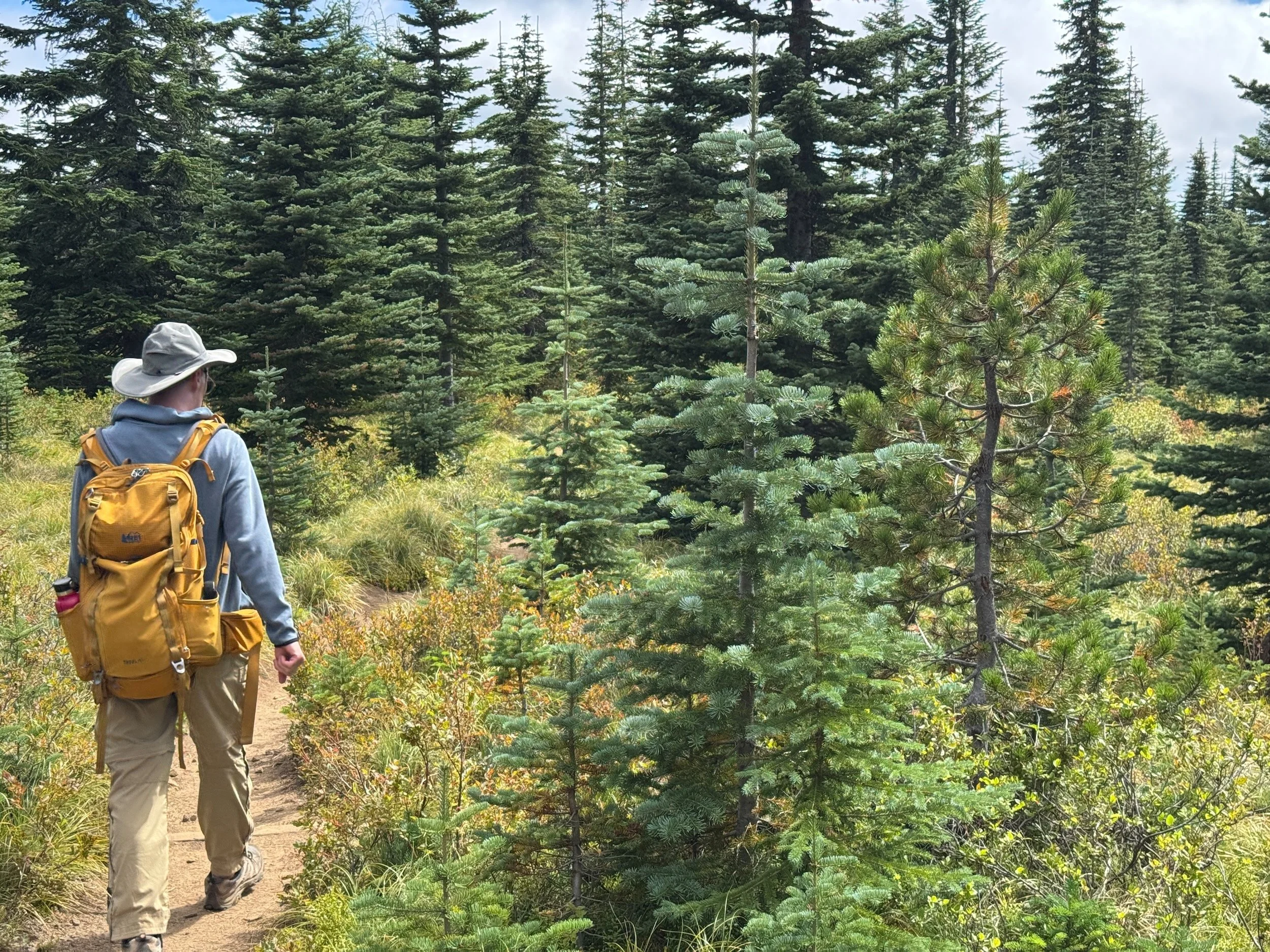 A hiker standing among lodgepole pine and narrow subalpine fir in open upper forest.