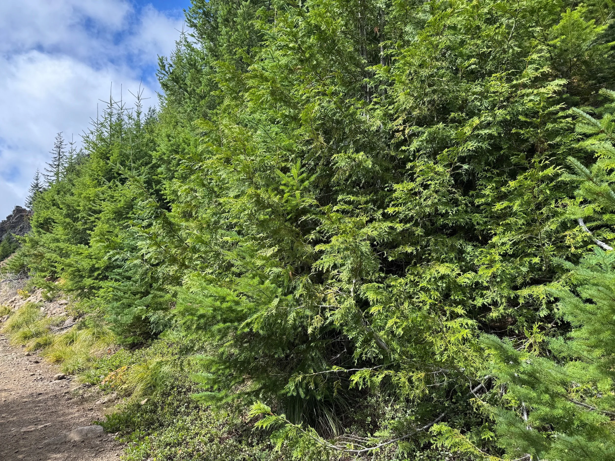 Alaska yellow-cedar with drooping foliage growing beside the upper Kelly Butte trail.