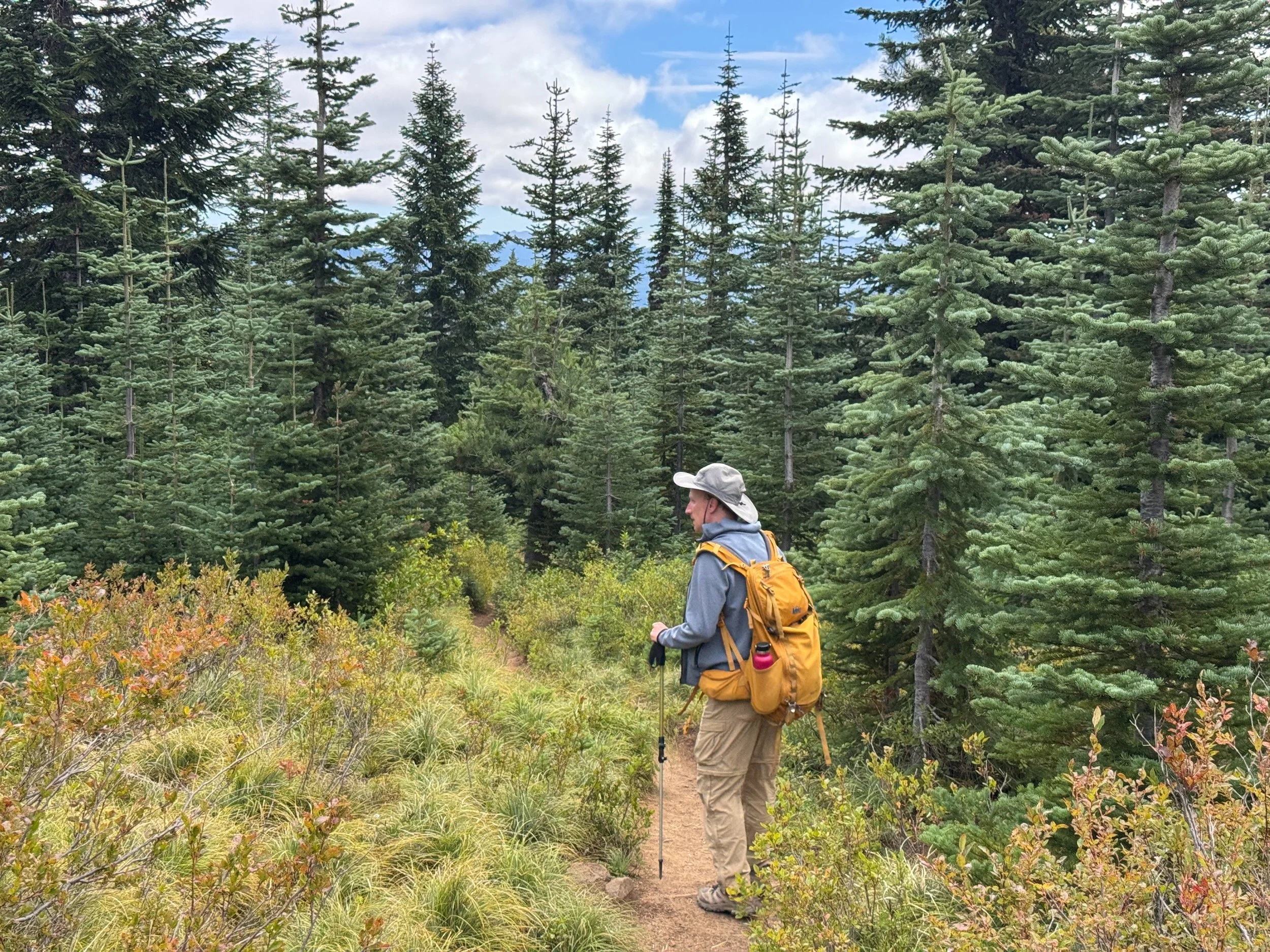 A hiker descending through a mountain meadow with reddening berry shrubs and conifers.