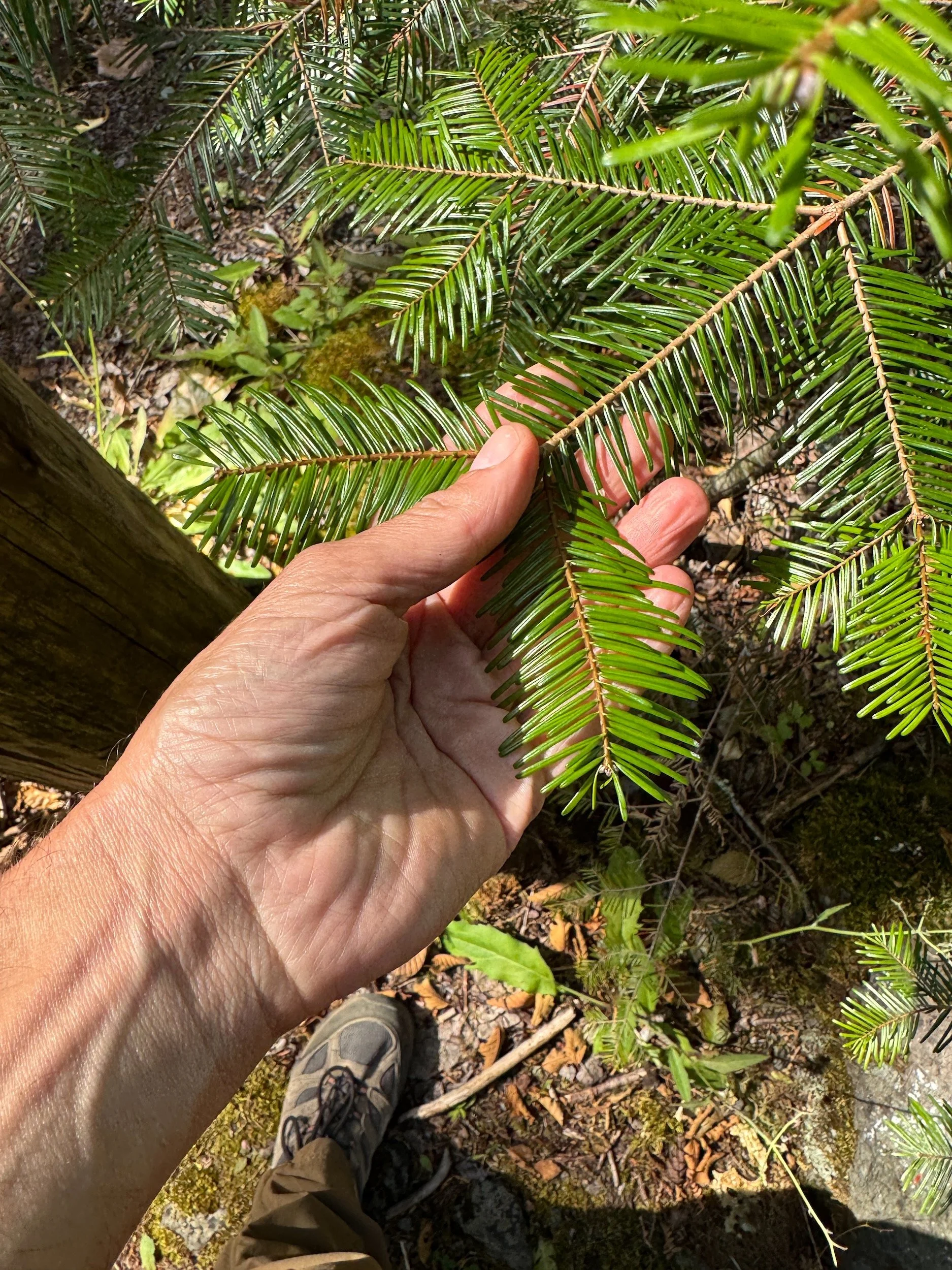 Upper surface of grand fir foliage showing glossy, flattened needles arranged in two ranks.