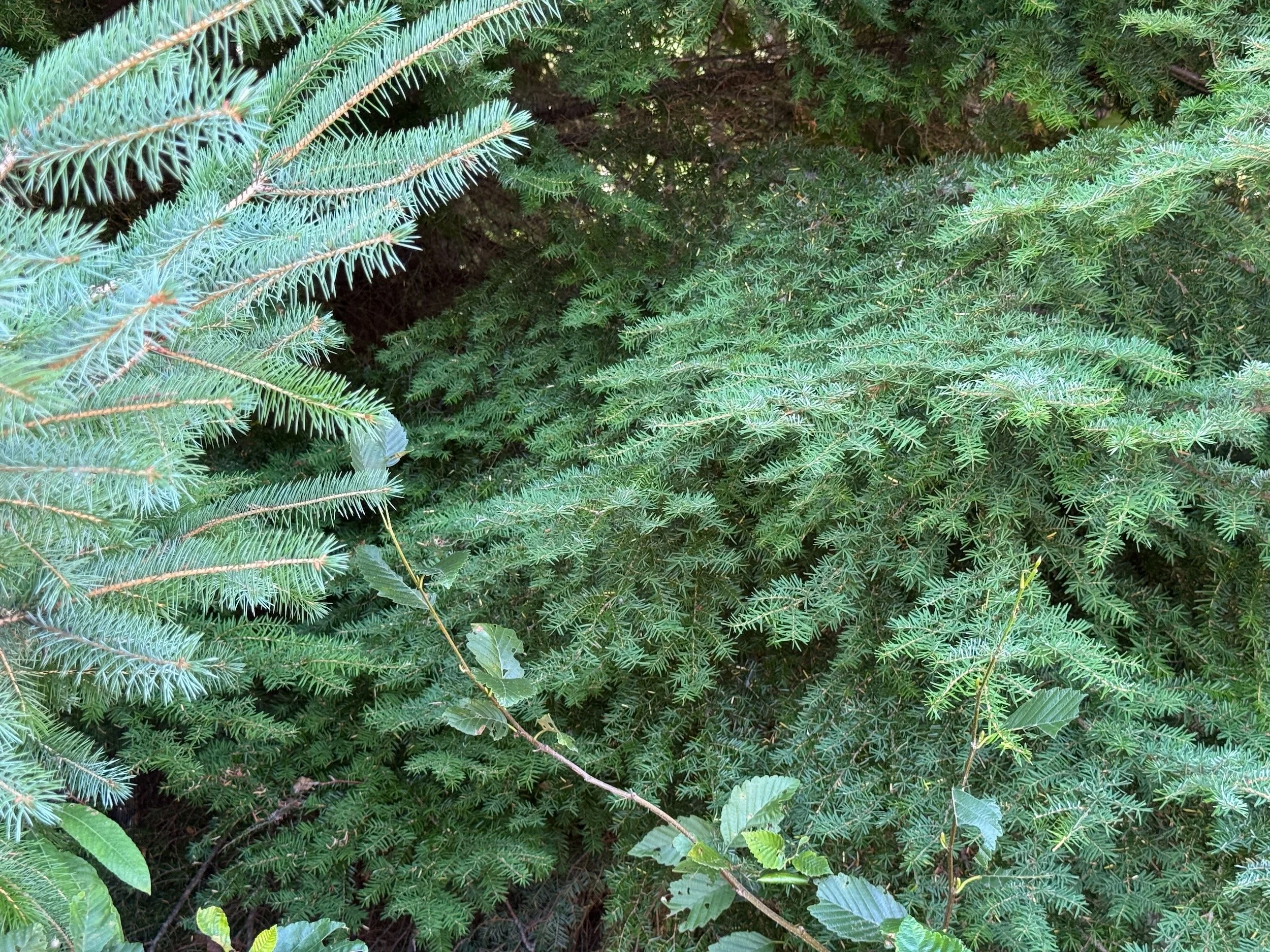 Blue Sitka spruce foliage at left beside darker green western hemlock sprays at right.