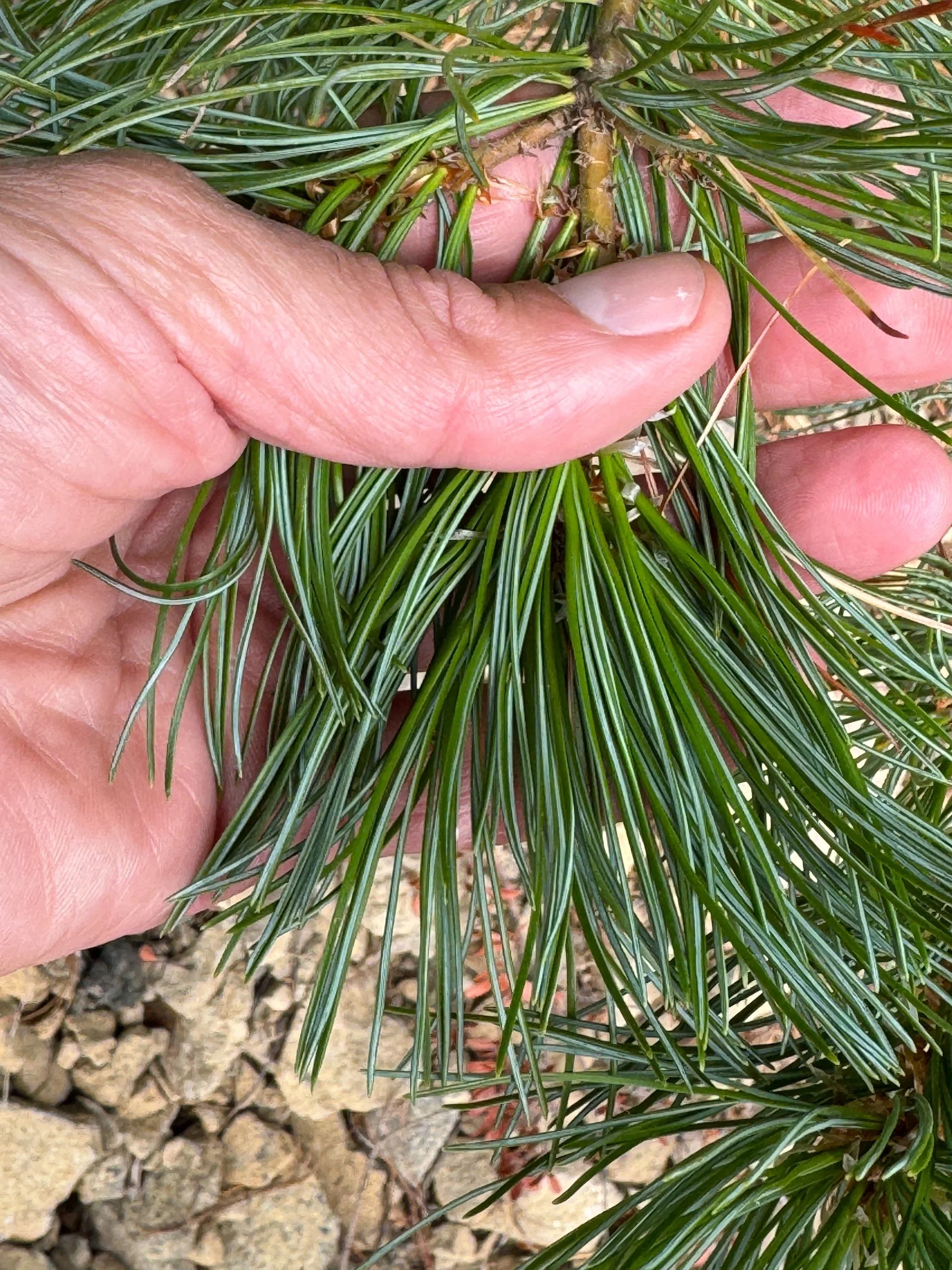 Five slender western white pine needles displayed together in a hand.