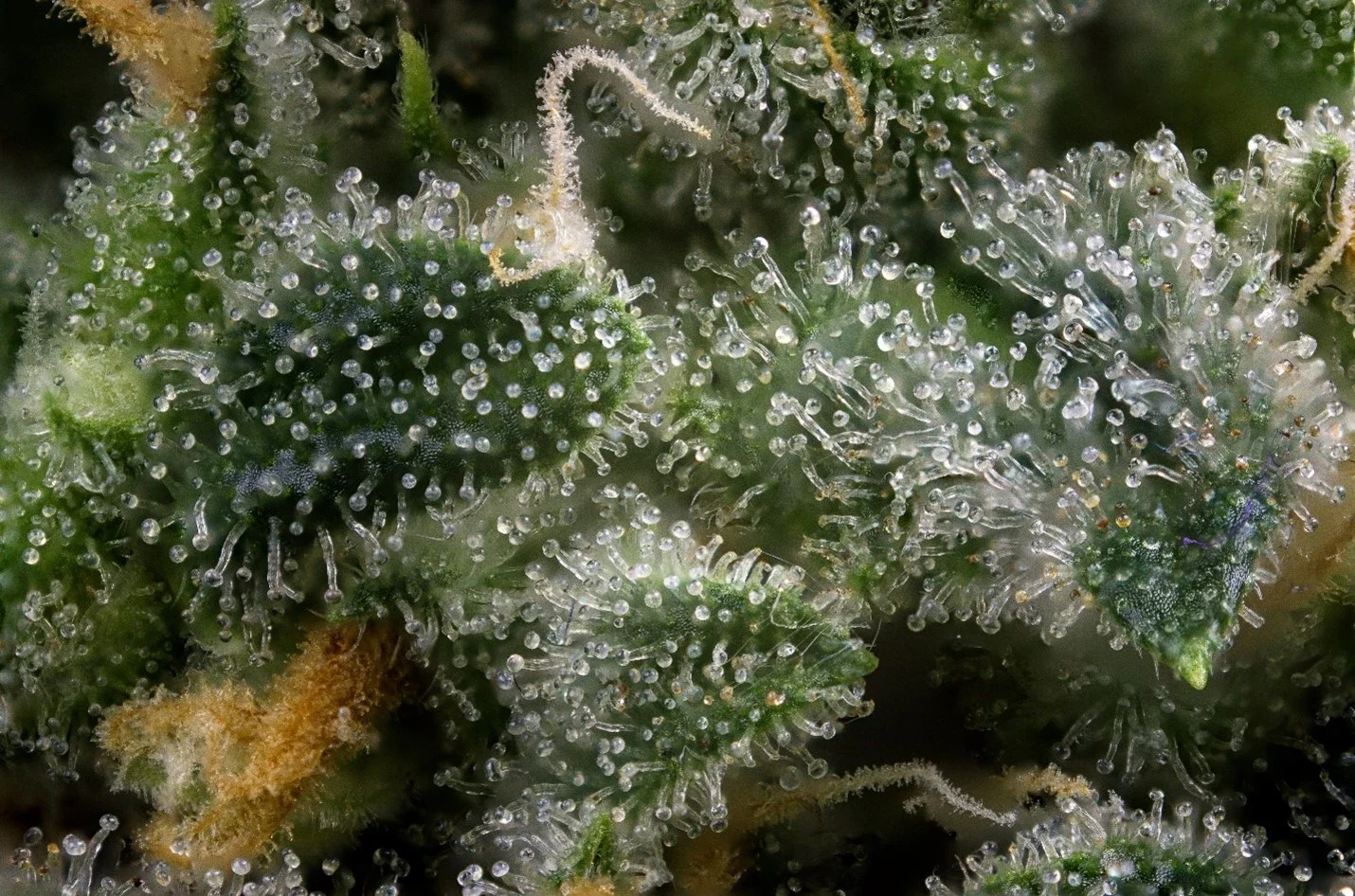 Cannabis trichomes up close — where terpenes and cannabinoids are produced