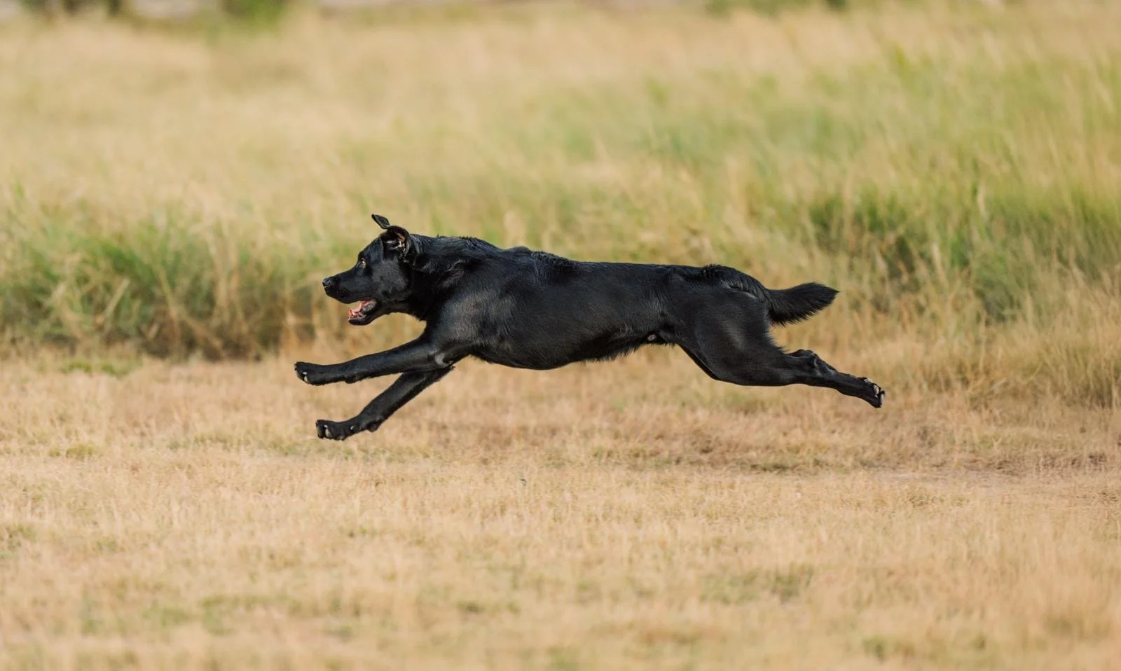 Dog running