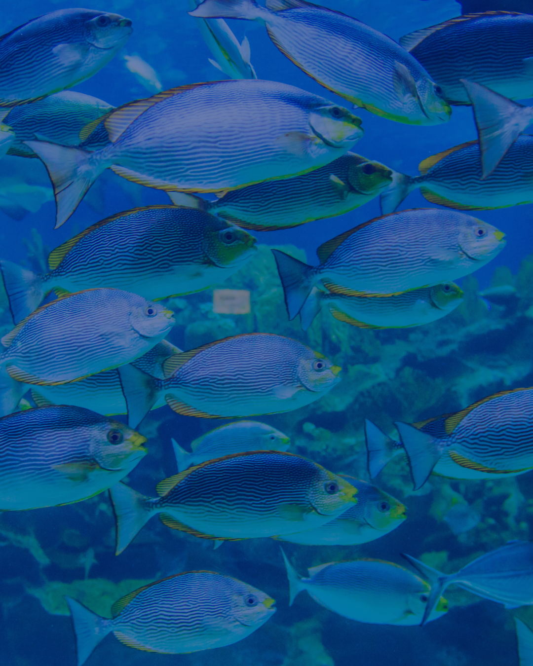 Marine Life Watercolour Classes at Craft & Soul