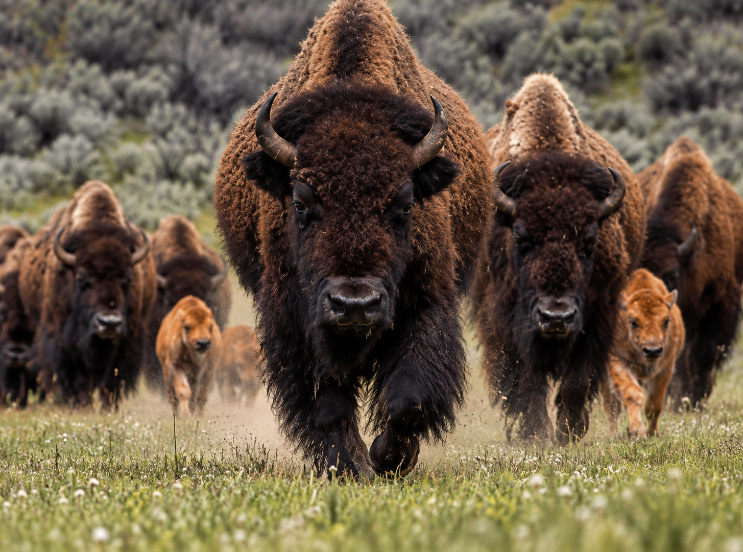 Herd of bison in Yellowstone, the ThriveWise Coaching Way of the Buffalo philosophy