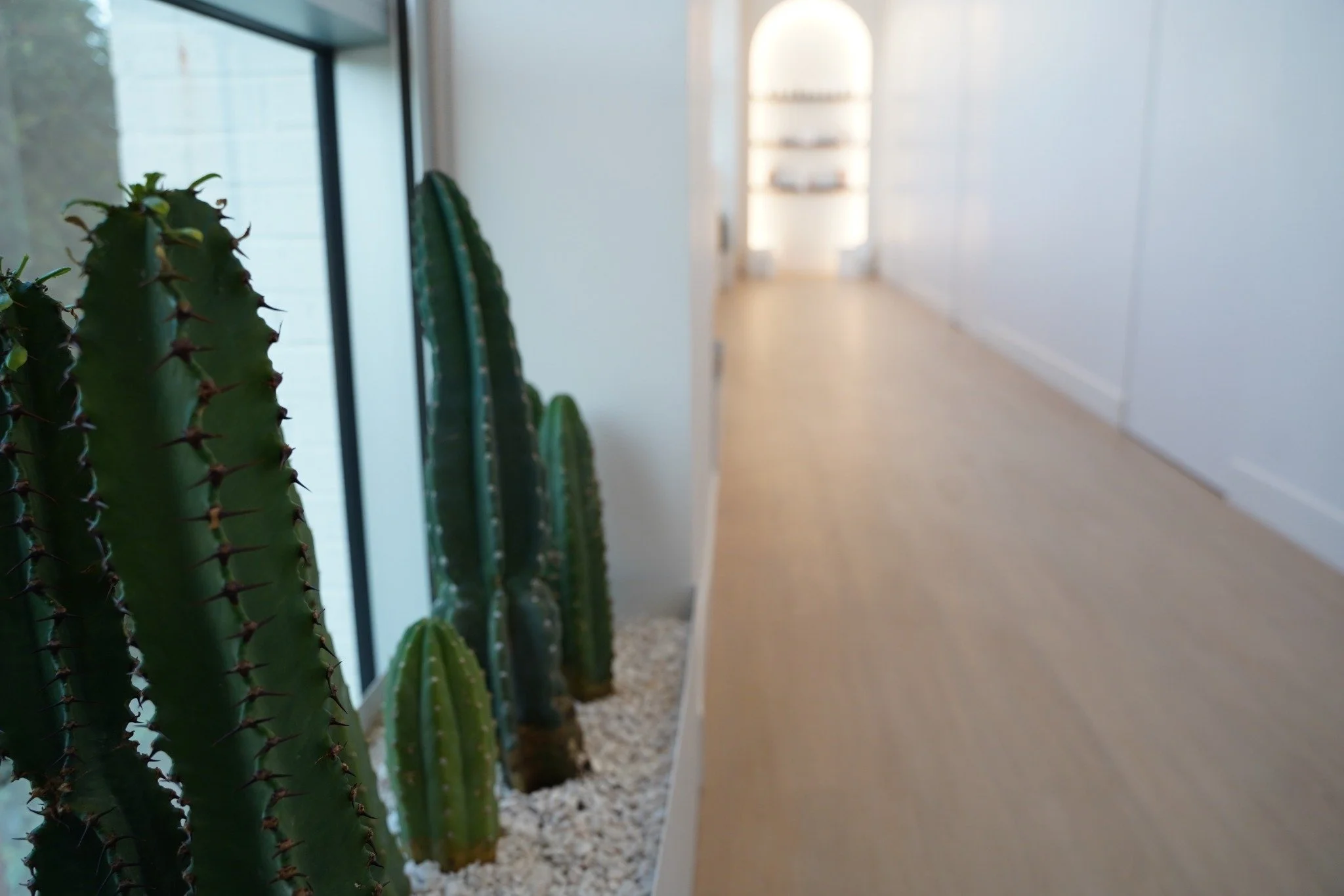 Real green cacti beside the windows in MNML’s hallway