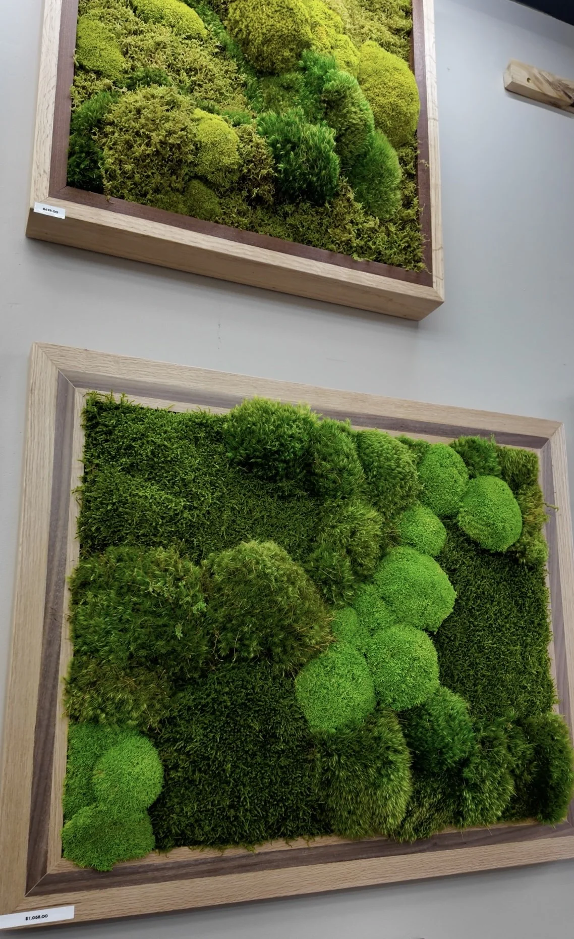 Framed preserved moss art on display at MossBoss NYC