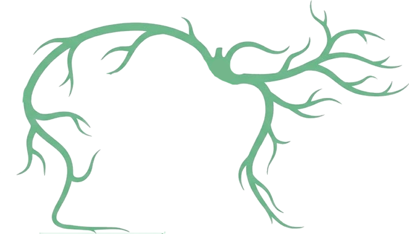 Immune and Circulatory System