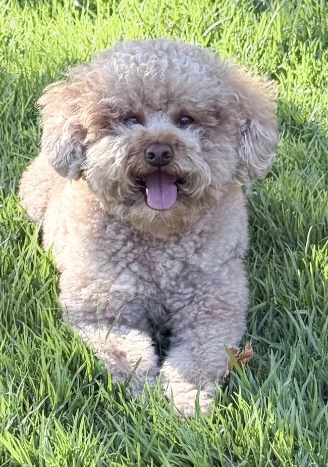 Chewy, an apricot toy poodle, enjoying the sunshine in the grass
