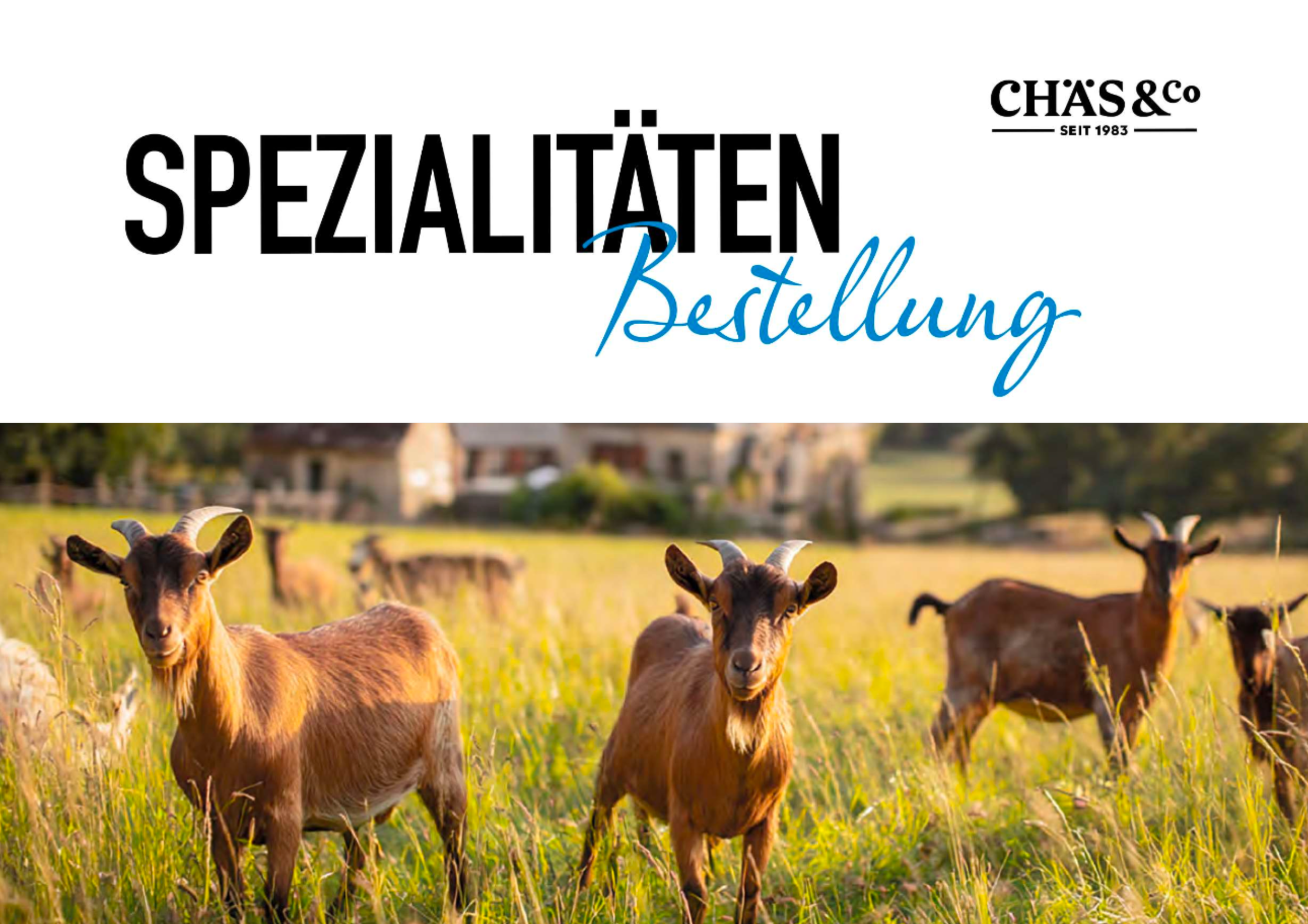 Chäs-Kult News – Magazin 2
