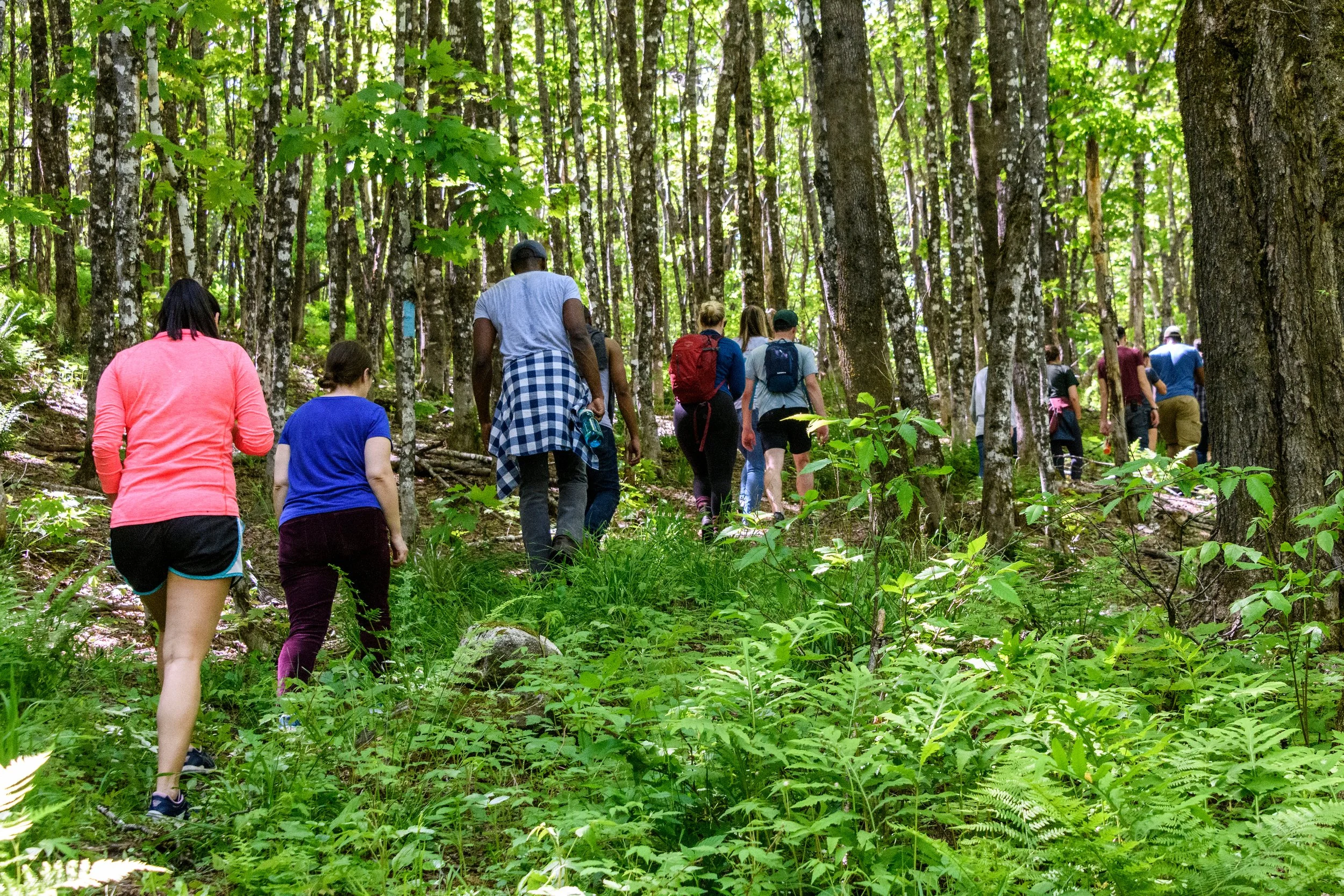 Guided nature walk in the forest