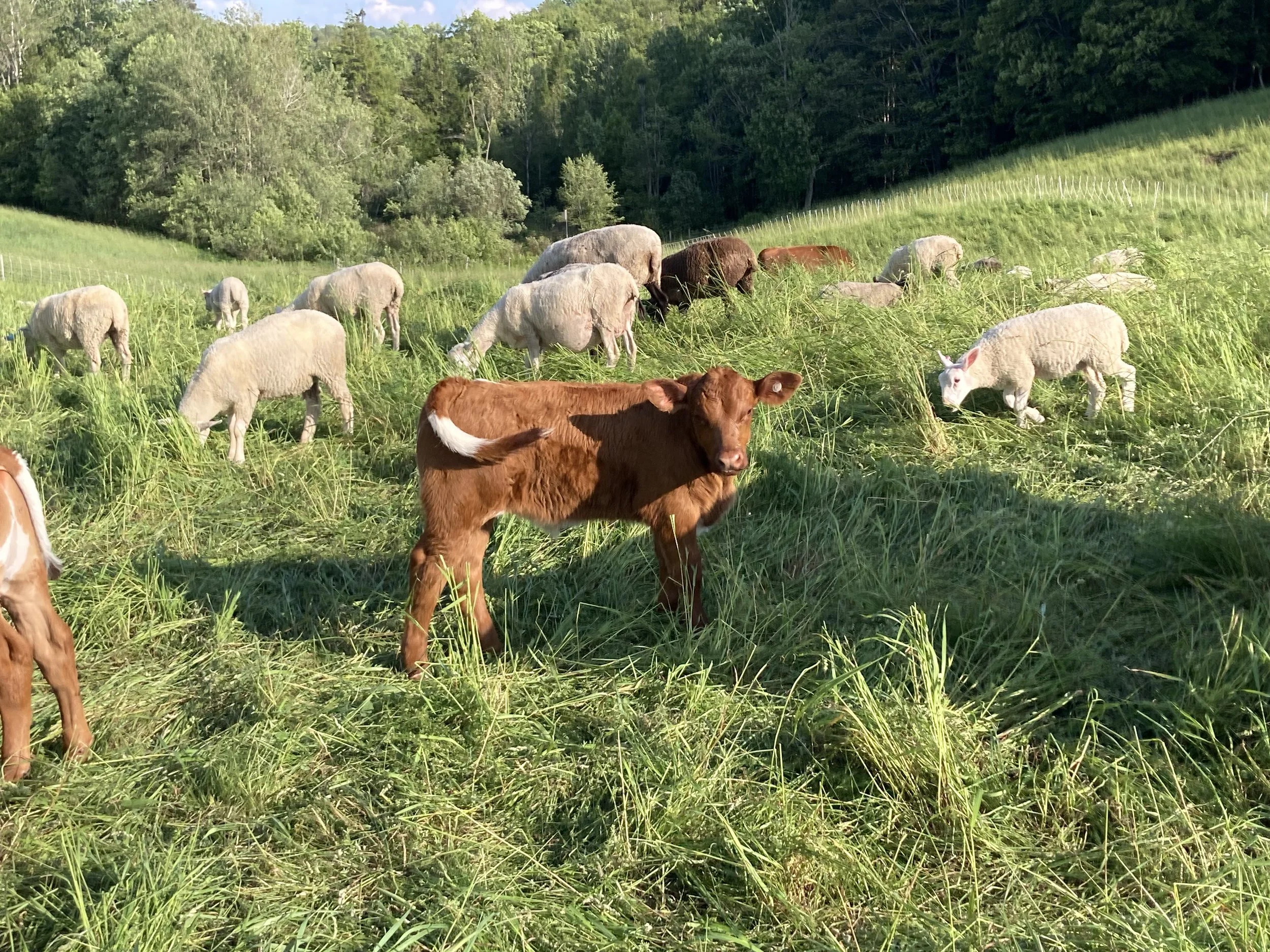 Farm tour and agricultural workshop