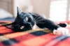 Noodles, Daniel's cat