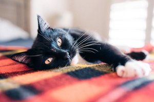 Noodles, Daniel's cat