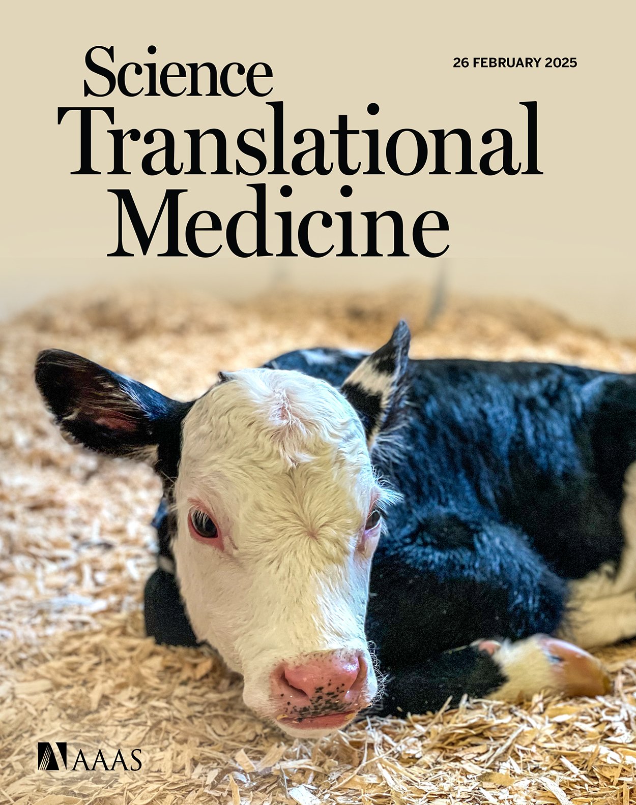 Cover of Science Translational Medicine featuring Petunia, a calf treated for Maple Syrup Urine Disease