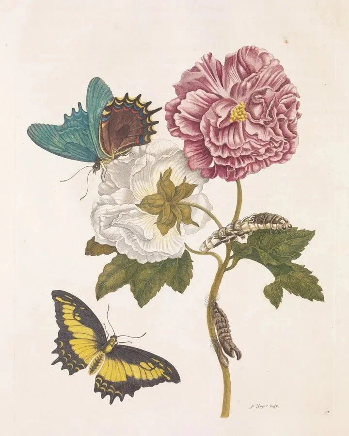 Hibiscus mutabilis with swallowtail butterflies · Maria Sibylla Merian