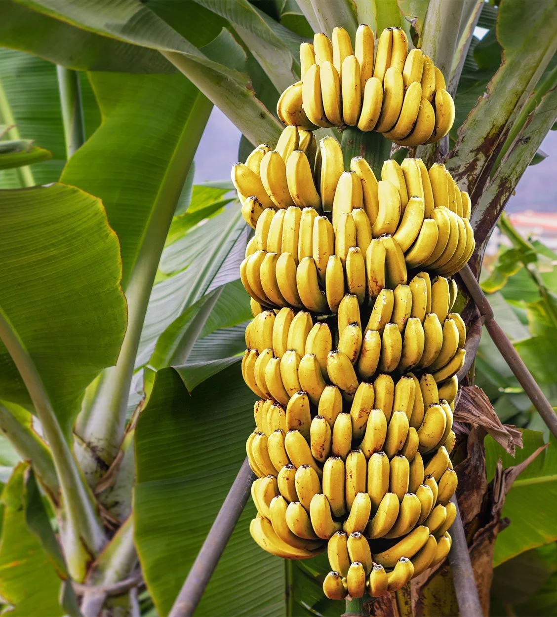 Bananas growing on the tree