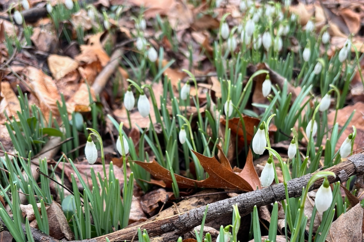 Snowdrops emerge from the ground in the forest