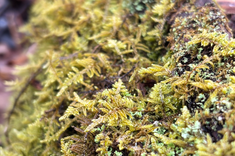 Brocade moss turning green with early rains