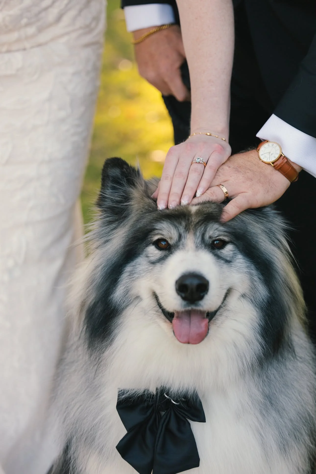 A wedding couple with their dog wearing a black bow tie.
