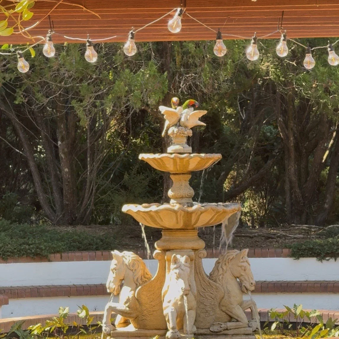 Rainbow lorikeets visiting the garden fountain at Shambala Estate.