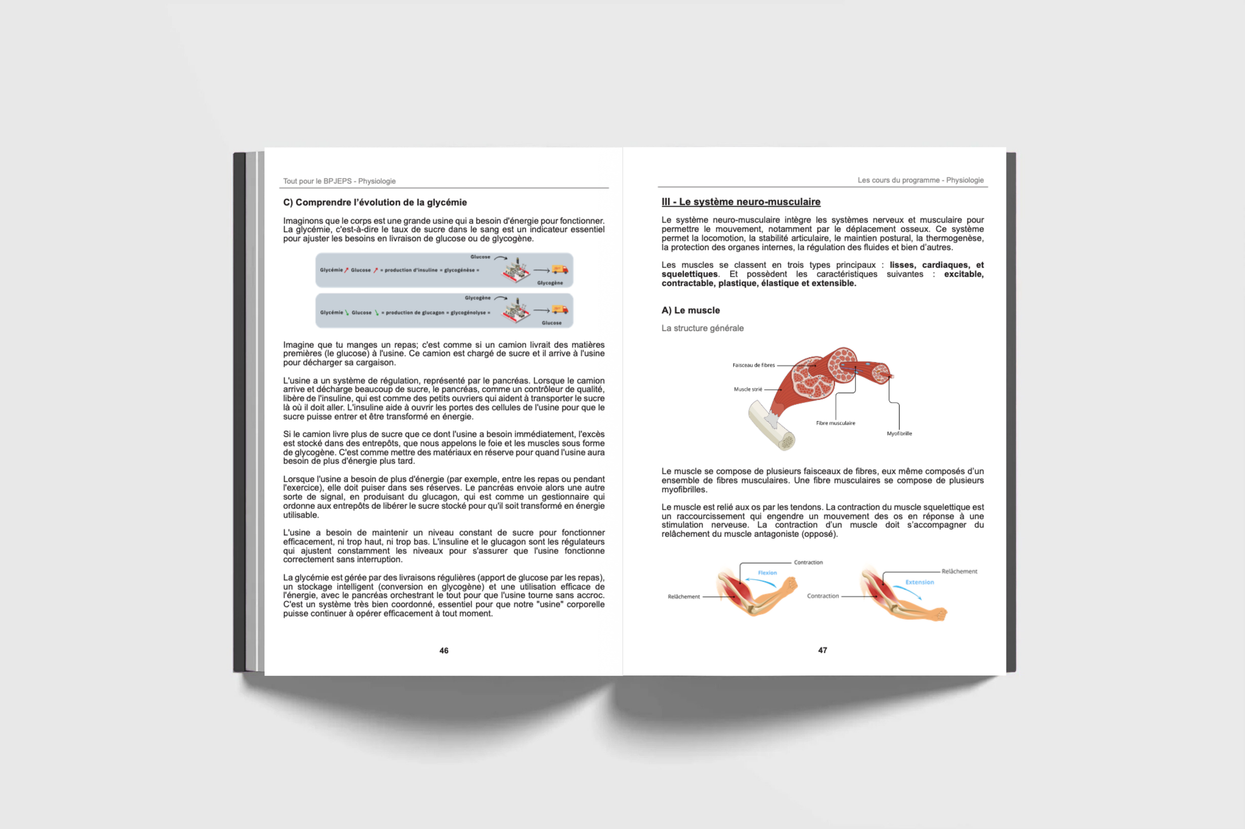Cours BPJEPS glycémie et système neuromusculaire
