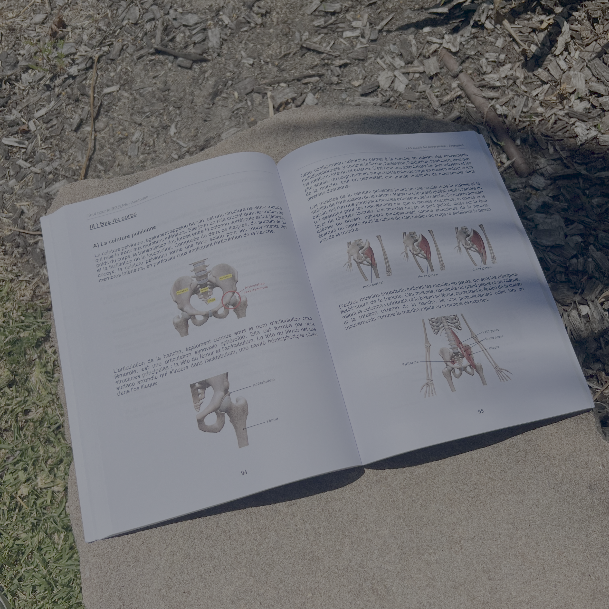 Cours BPJEPS PDF : anatomie des muscles