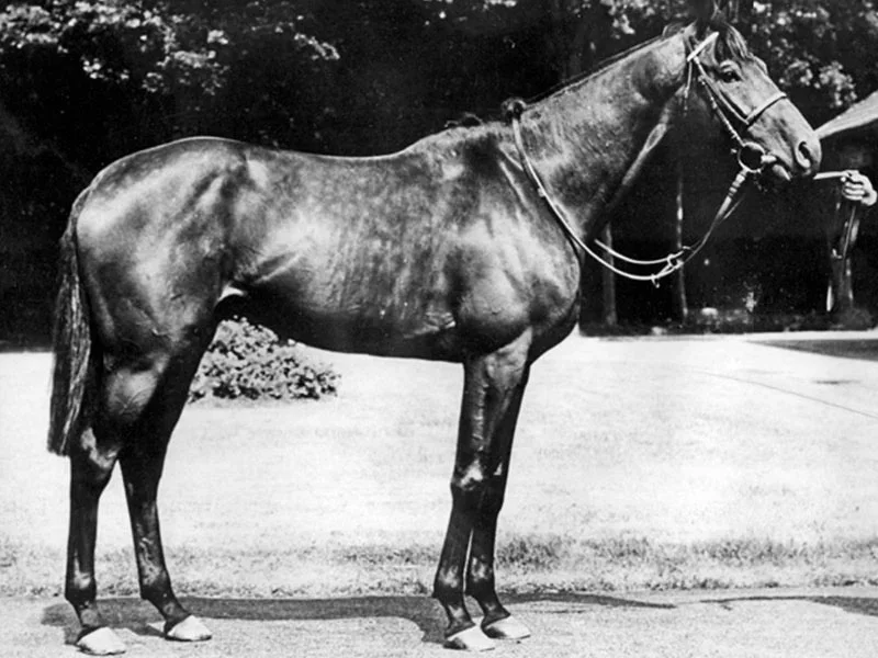 Cyllene – Vollbluthengst der Estancia Ojo de Agua, dreifacher Nationalpreisgewinner Buenos Aires, Argentinien um 1903