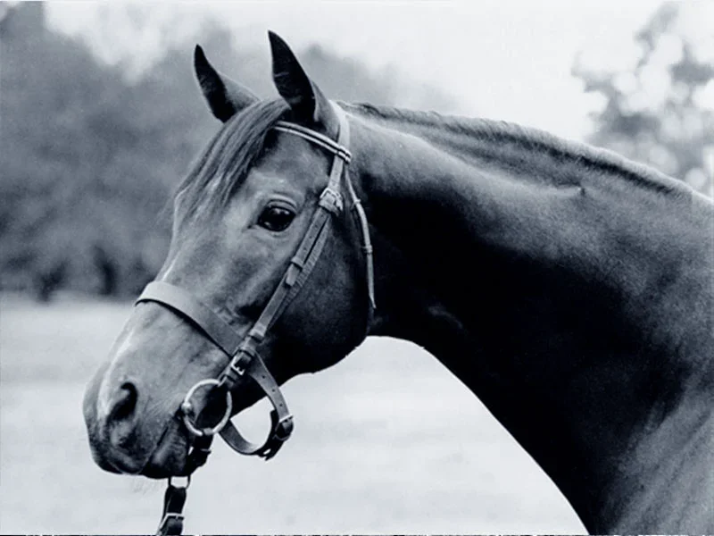 Porträt eines Vollbluthengsts der Estancia Ojo de Agua – preisgekröntes Zuchtpferd, Argentinien 1970er Jahre