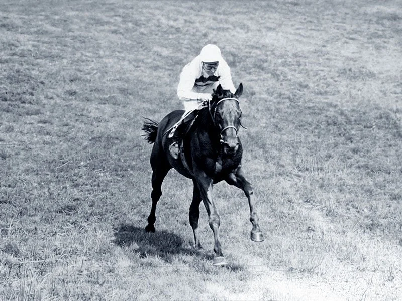 Vollblut-Rennpferd mit Jockey auf der Rennbahn – Ojo de Agua Gestüt Argentinien, Gran Premio Nacional 1930er Jahre