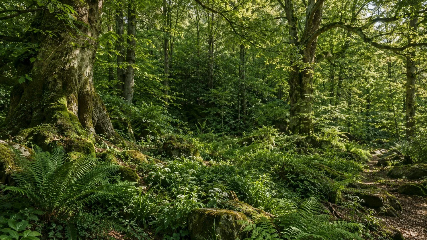 Sunlit English woodland with old oak trees, moss and ferns