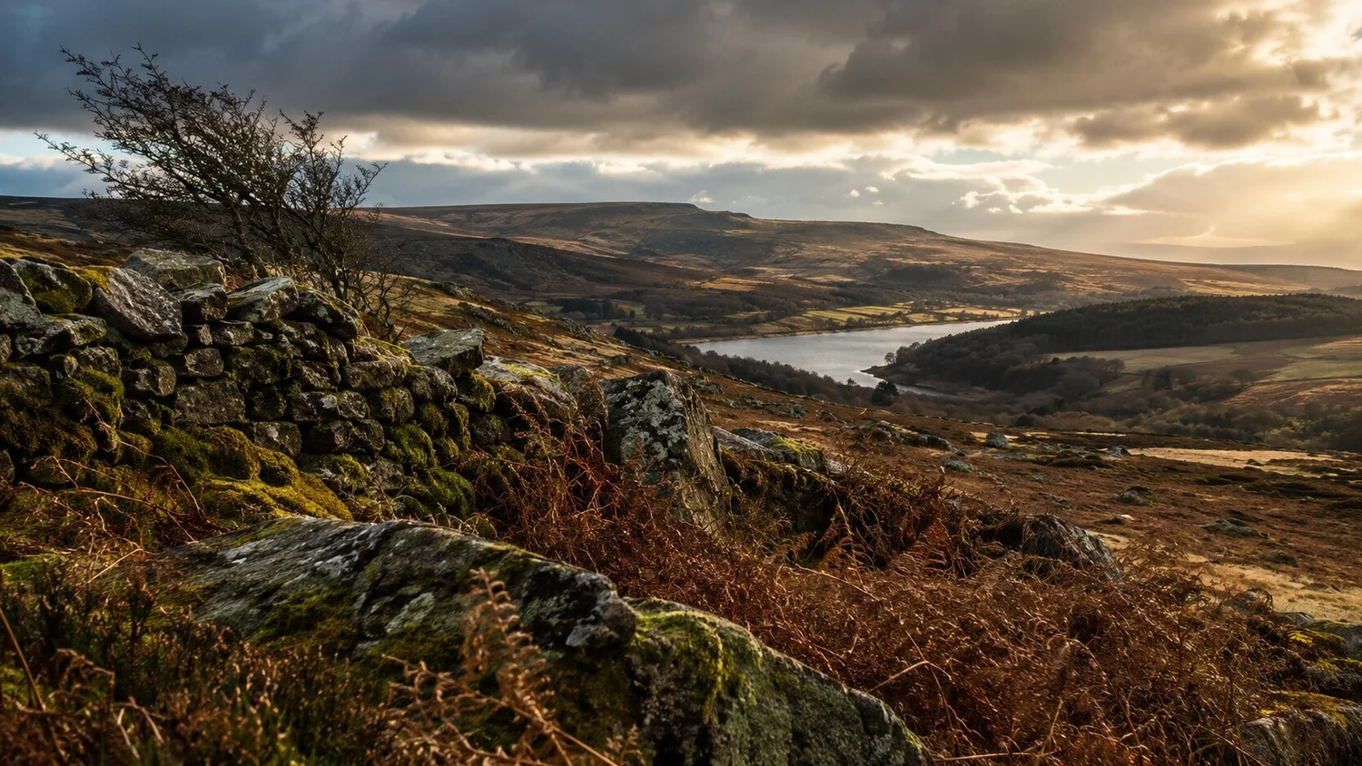 Open British moorland, bracken and a weathered dry stone wall