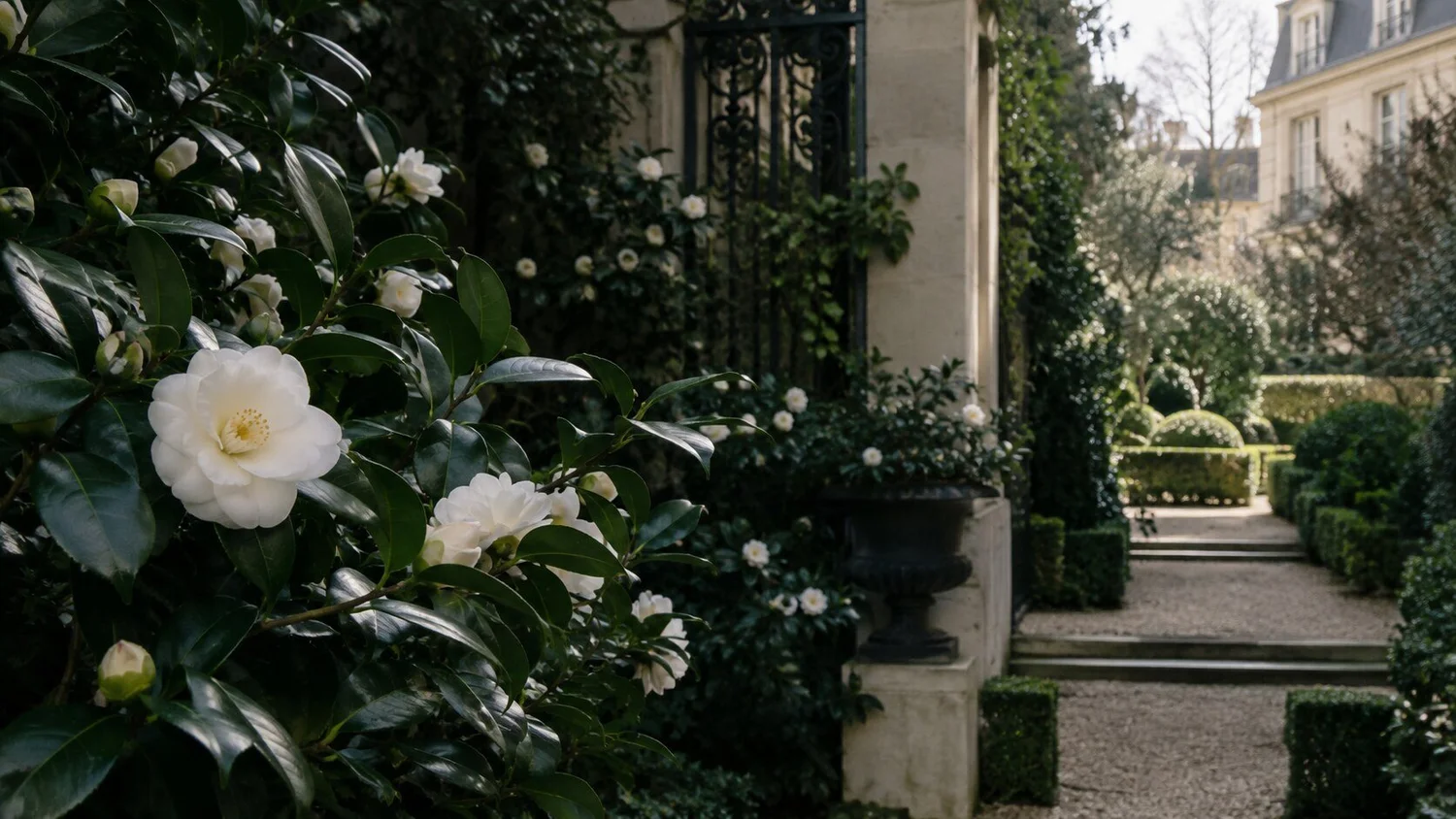 White camellias and dark green foliage beside a Parisian garden