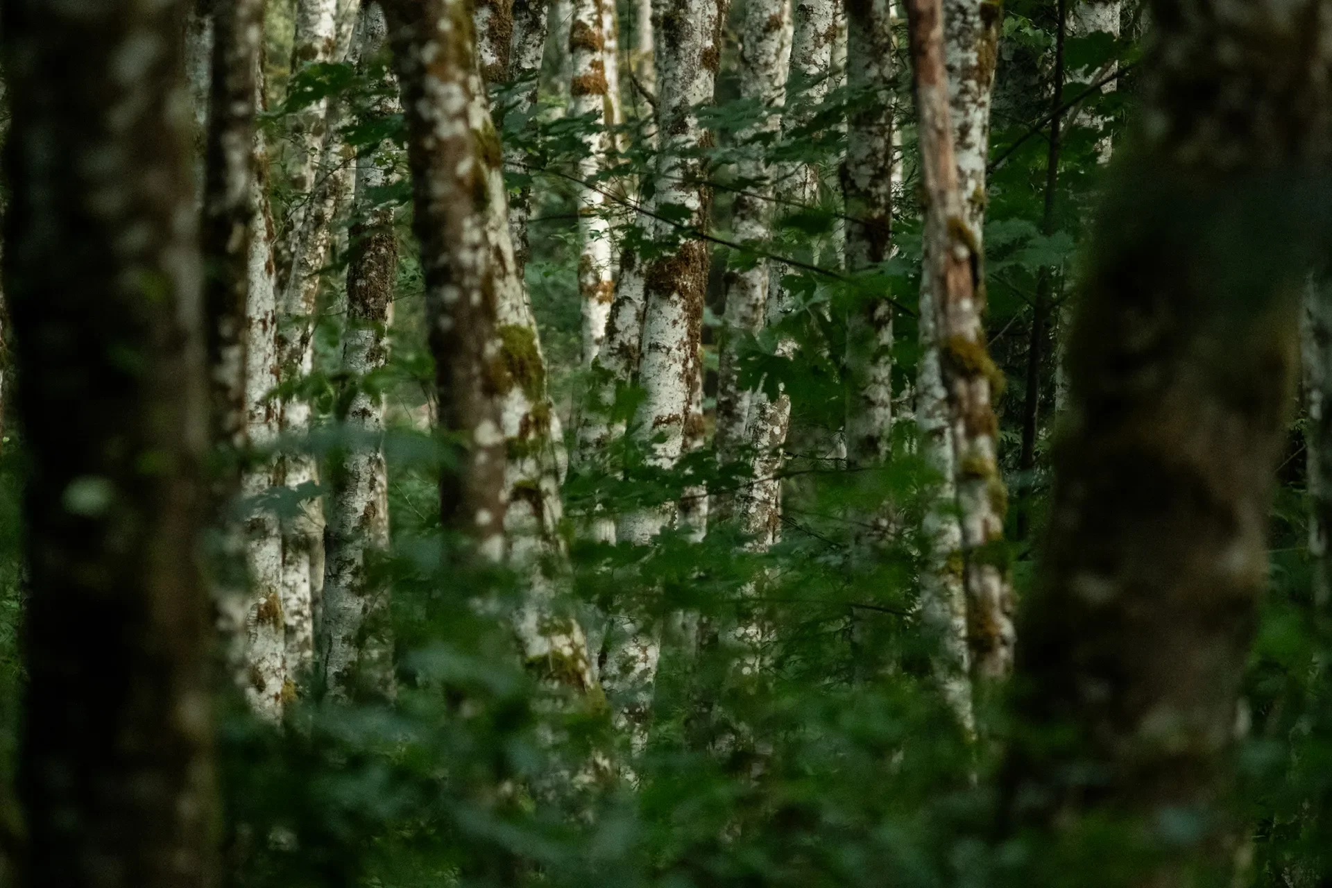 Tall tree trunks in a forest with soft, blurred green foliage.