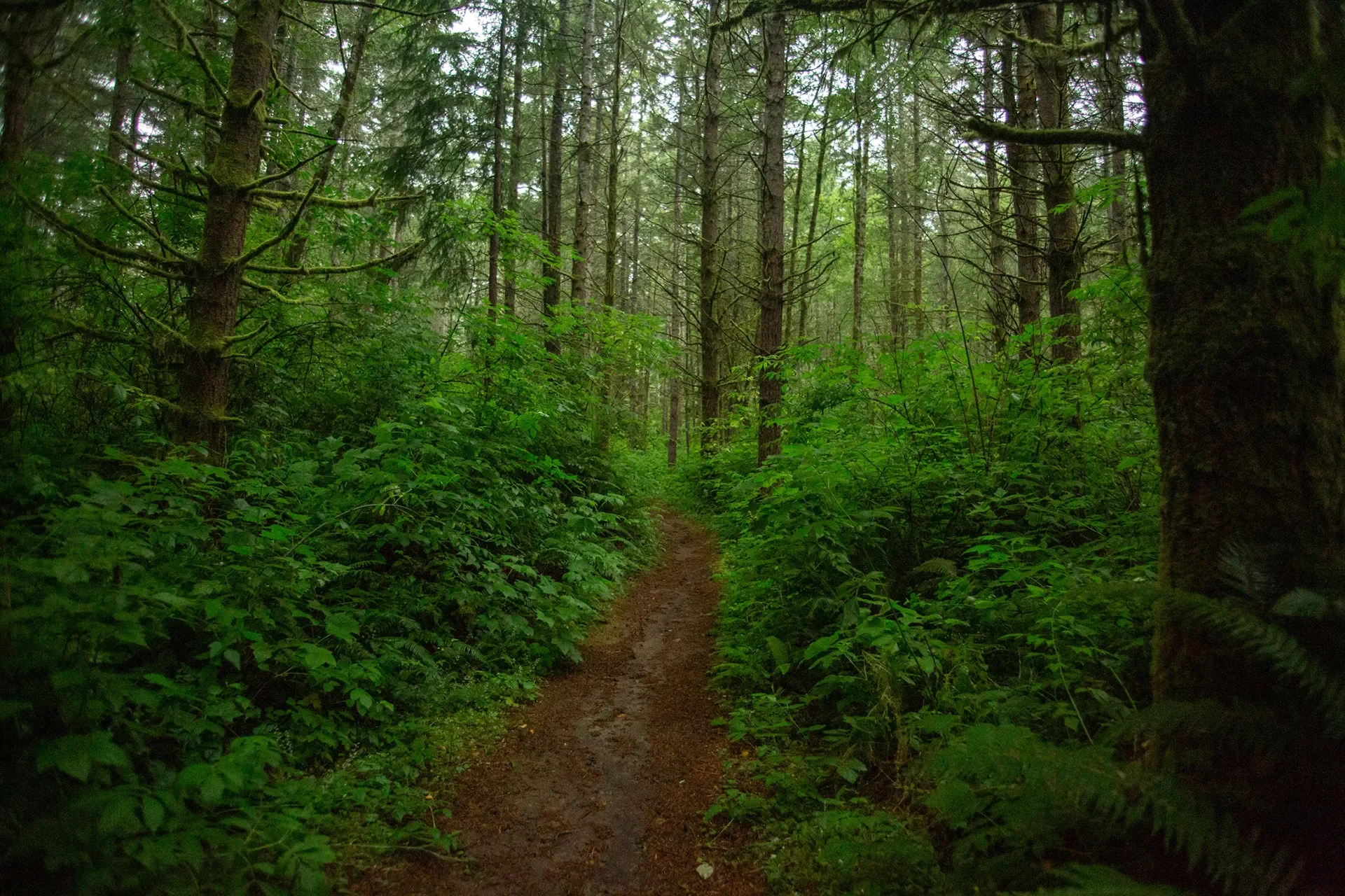 Dirt trail winding through a green evergreen forest with ferns along the edges.
