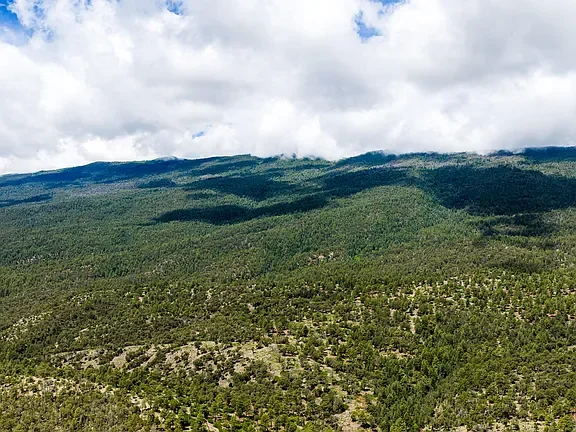 East Mountains pine forest
