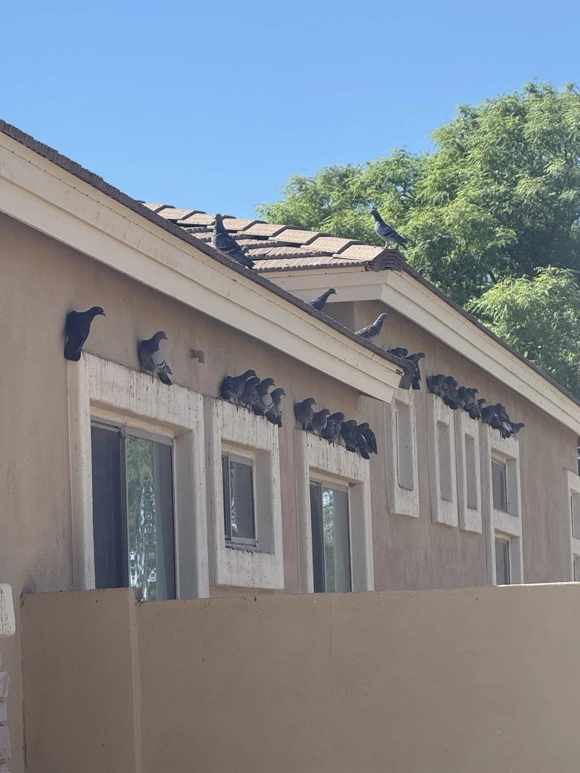 Pigeons crowding window ledges and a tile roof, with droppings staining the walls below