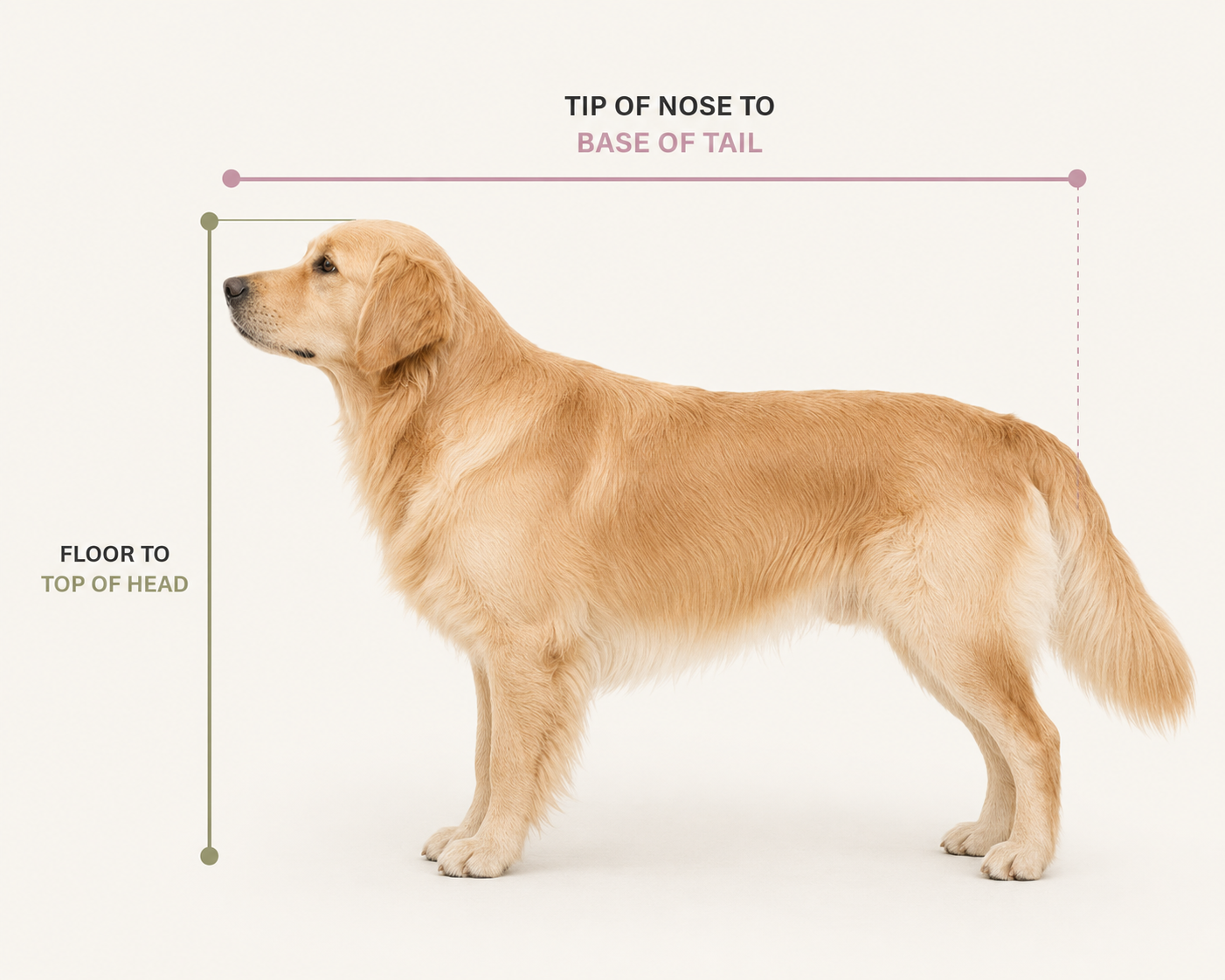 How to measure your pet — tip of nose to base of tail for length, floor to top of head for height.