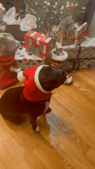 Roary in a Christmas hat