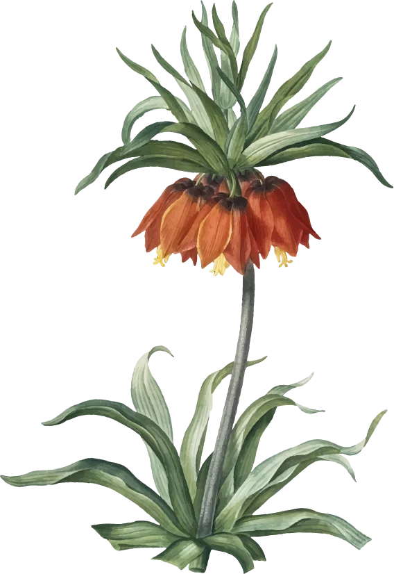Australian native floral graphic device