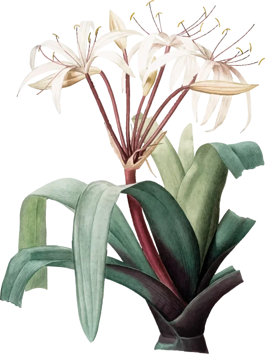 Australian native floral graphic device