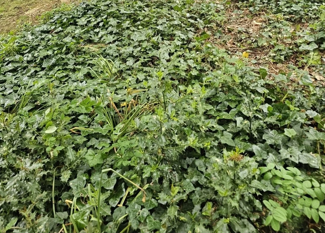 Invasive Weed Control