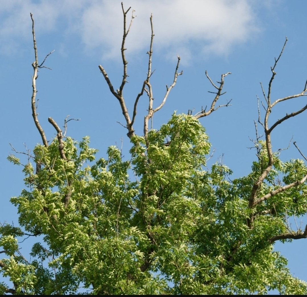 Ash Dieback Management