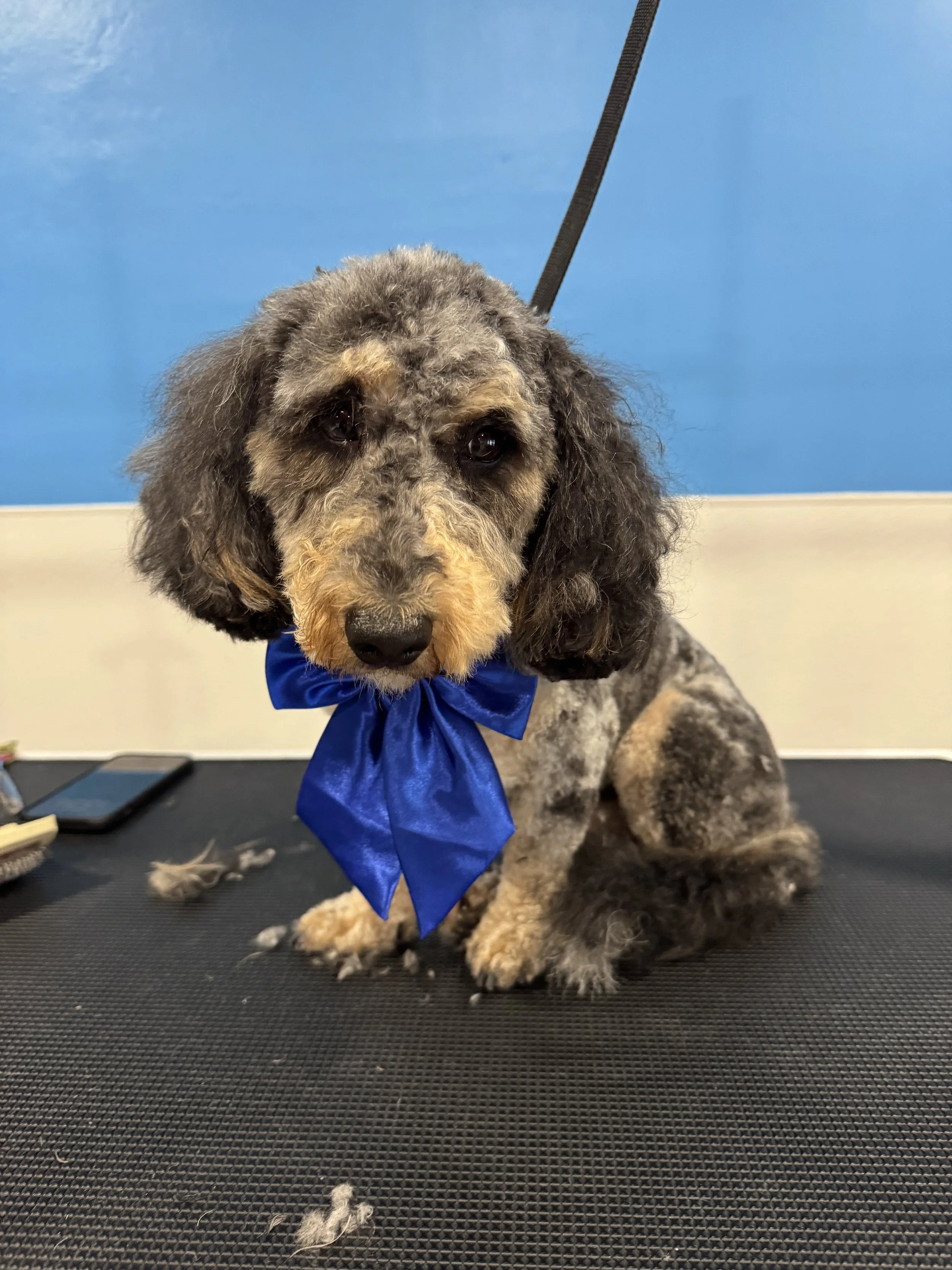 Freshly groomed dog wearing a blue bow