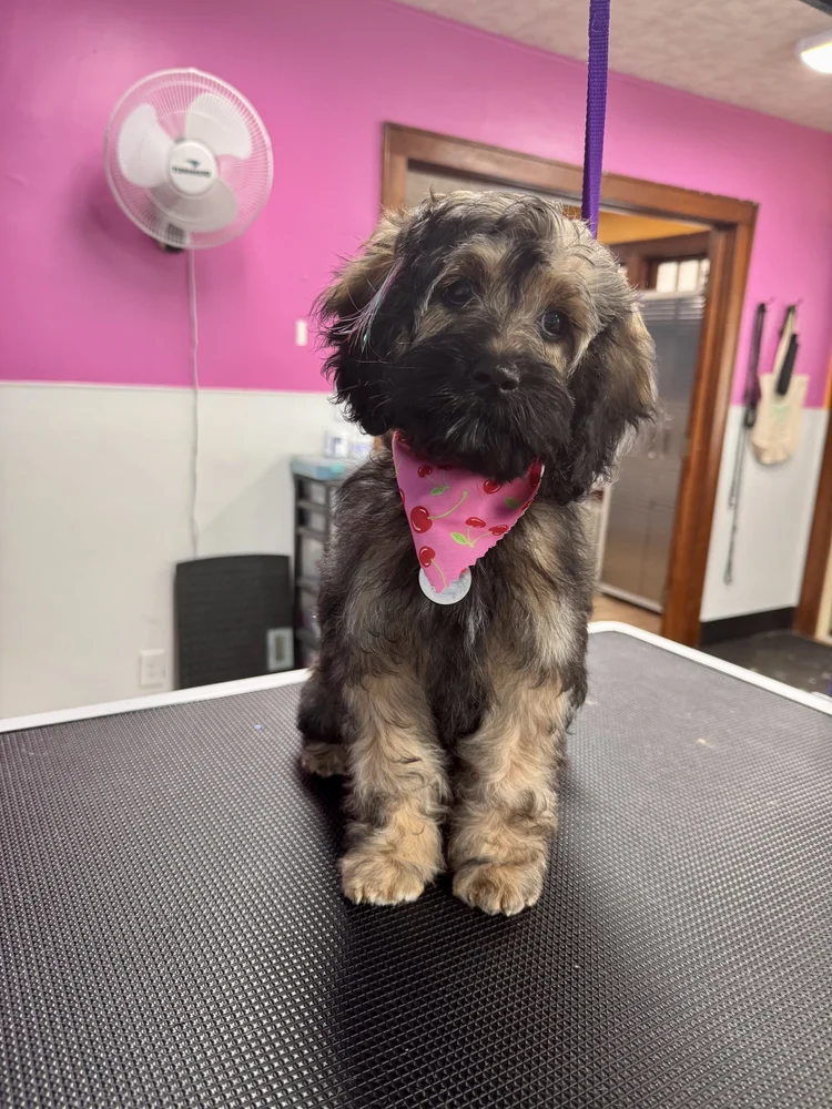 Freshly groomed small dog wearing a soft bandana