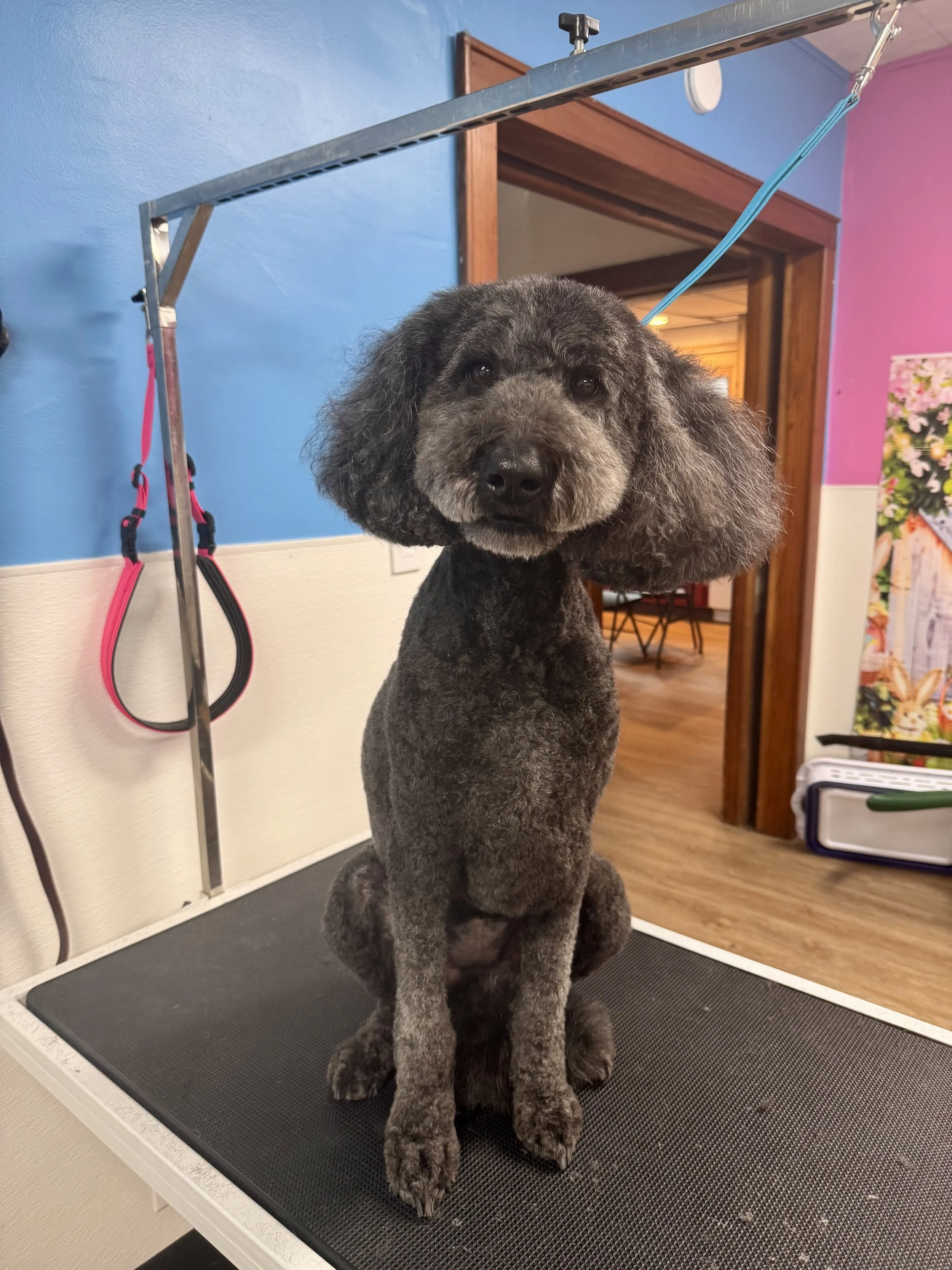 Freshly groomed dog after a Love Your Doggo appointment